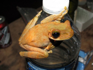 Tree frog (Anura: Hylidae; French Guiana)